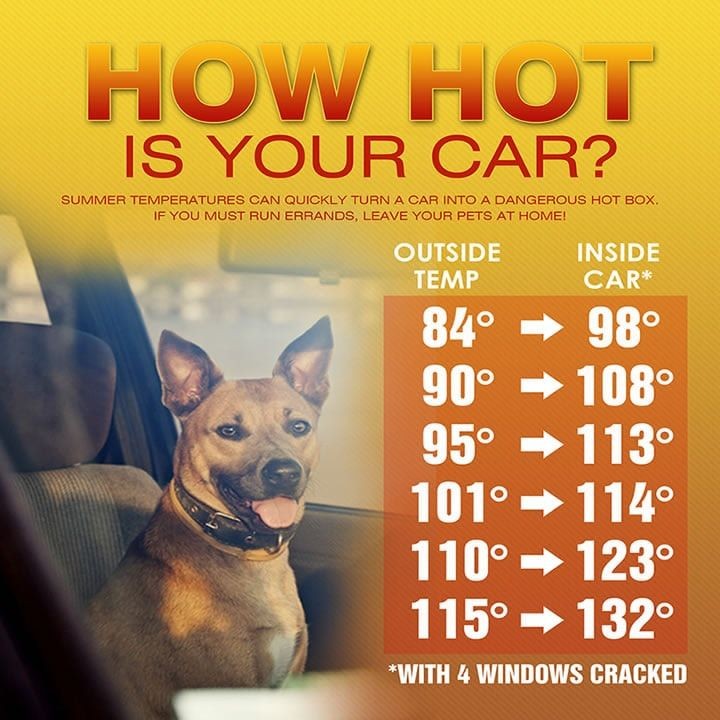 5 เรื่องที่คุณควรรู้ อากาศร้อนแค่ไหนถึงเป็นอันตรายต่อน้องหมา? (อัปเดท 2025)