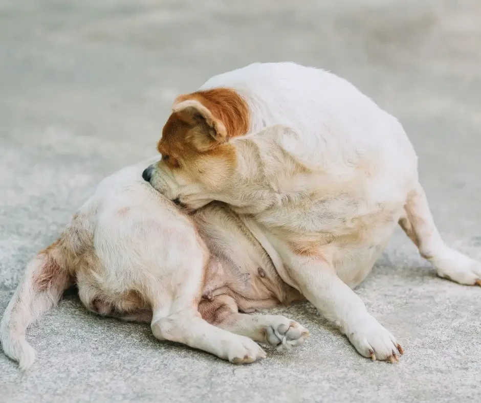 เปิด 5 สถิติน่ารู้ “หมาแพ้น้ำลายหมัด” ไม่ใช่แค่คันธรรมดา แต่อาจลุกลามถึงผิวอักเสบเรื้อรัง! (อัปเดท 2025)