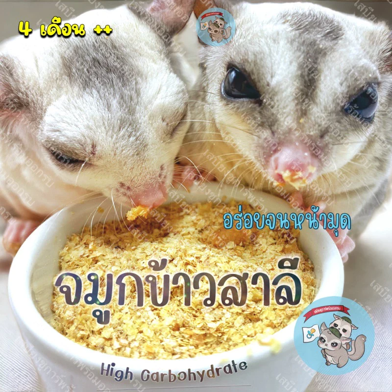 5 เหตุผลที่คุณควรเลือกซื้อ "WHEAT GERM จมูกข้าวสาลีอบแห้ง" (อัปเดท 2025)