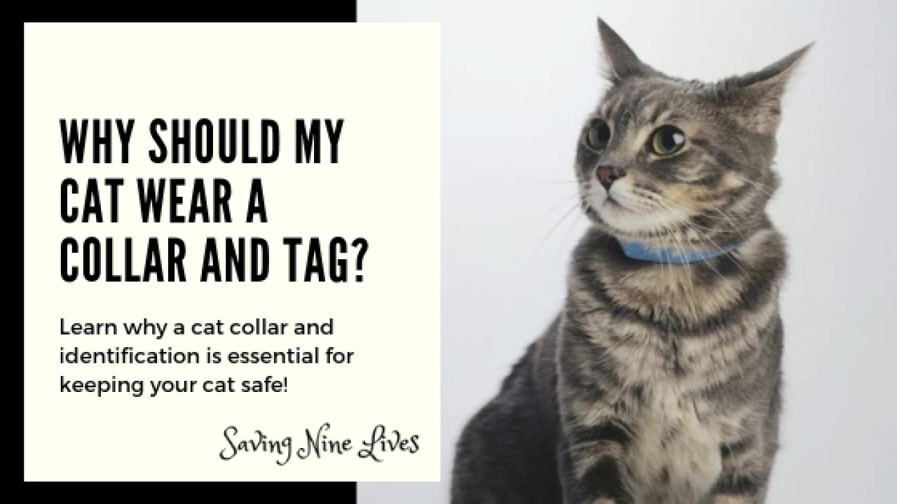 5 เหตุผล! ใส่ปลอกคอให้แมวดีไหม? เรื่องเล็กที่คนเลี้ยงแมวควรคิดให้ลึก (อัปเดท 2025)