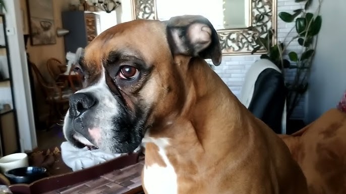 รู้ 5 เรื่องสำคัญก่อนเลี้ยง “บ็อกเซอร์” หมาหน้าดุสายตลก ซื่อสัตย์ ขี้เล่น และแอบขี้อ้อนหนักมาก (อัปเดท 2025)