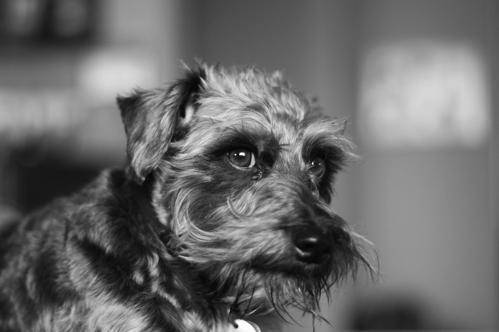 รวม 5 ข้อควรรู้ก่อนเลี้ยง “สนูเดิ้ล” หมาลูกครึ่งอัจฉริยะ ขี้เล่น ขนฟู และใจดีแบบแพ้ทาง (อัปเดท 2025)