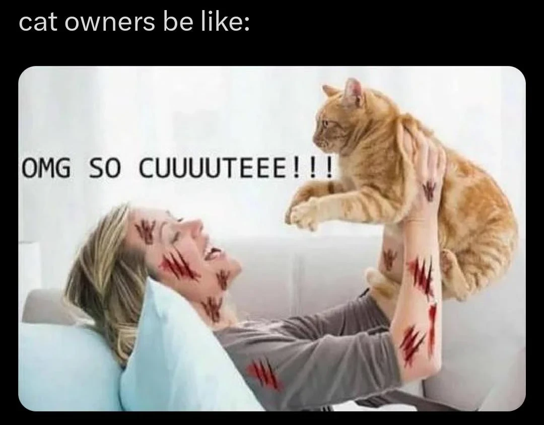 เผย 5 สถิติน่าสนใจ พฤติกรรมไม่น่ารักของแมวที่เจ้าของเจอบ่อยกว่าที่คิด (อัปเดท 2025)