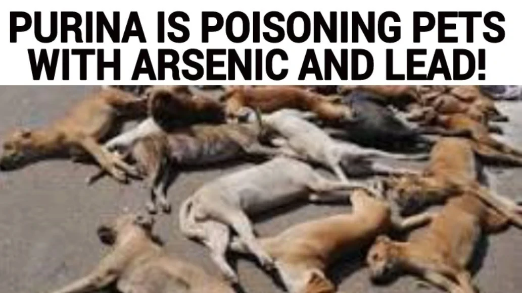 เปิด 5 สถิติน่ารู้ “หมาโดนพิษสารหนู” อันตรายเงียบที่ซ่อนอยู่ในบ้านและสวน (อัปเดท 2025)