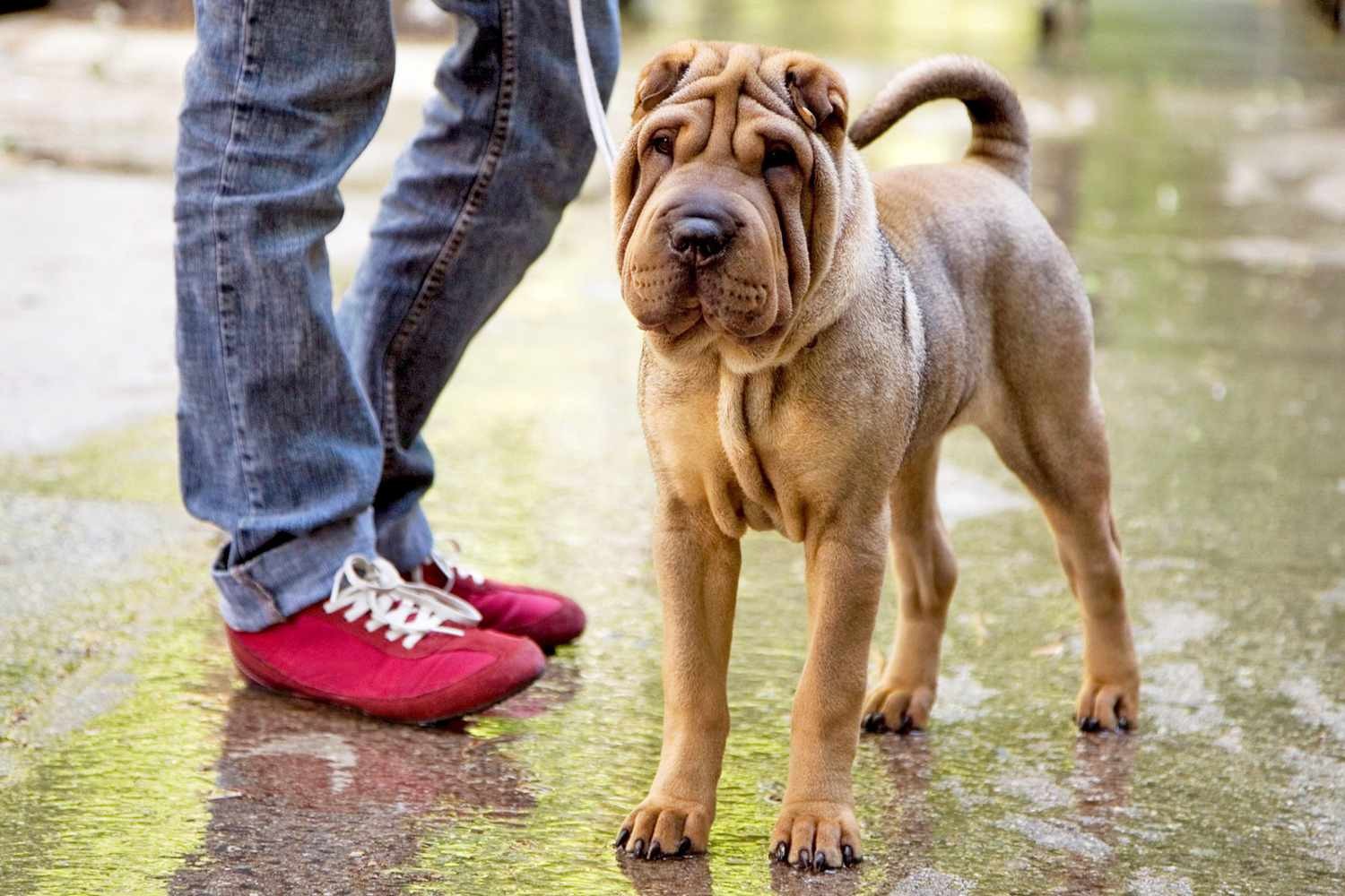 รวม 5 ข้อควรรู้ก่อนเลี้ยง “ชาร์ เพ่ (Shar Pei)” หมาหน้าย่นผู้ขรึม เท่ มีสไตล์ และรักเจ้าของสุดหัวใจ (อัปเดท 2025)
