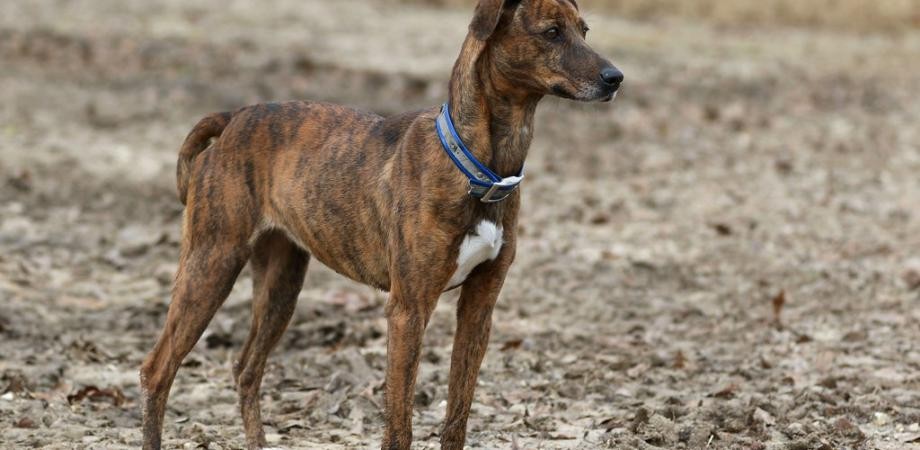 5 เรื่องที่คุณควรรู้ ก่อนเลี้ยง “Mountain Cur” หมาสายลุย พลังเยอะ ฉลาดสุดใจ (อัปเดท 2025)