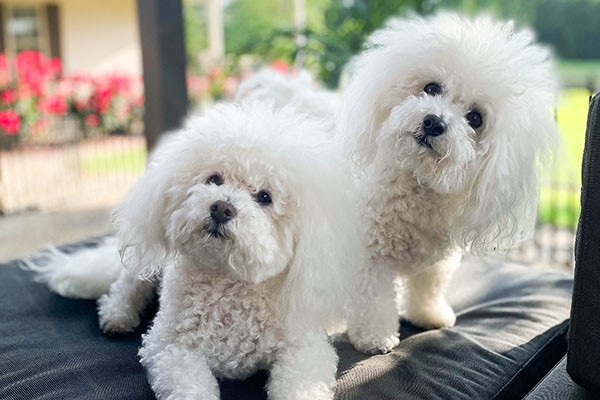 5 เรื่องที่คุณควรรู้ "โบโลเนส (Bolognese) หมาน้อยผู้ดีอิตาลี ขี้อ้อน นุ่มนิ่ม และแสนน่าหลงรัก" (อัปเดท 2025)