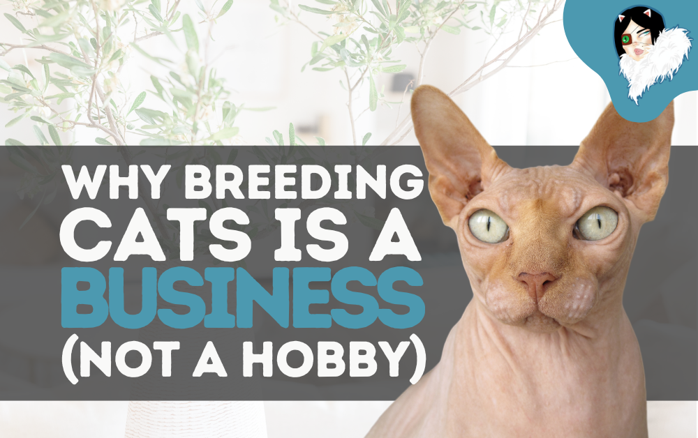 นุดช่วยด้วย! 5 เรื่องสำคัญที่นุดต้องรู้ ก่อนคิดผสมพันธุ์แมว (อัปเดท 2025)