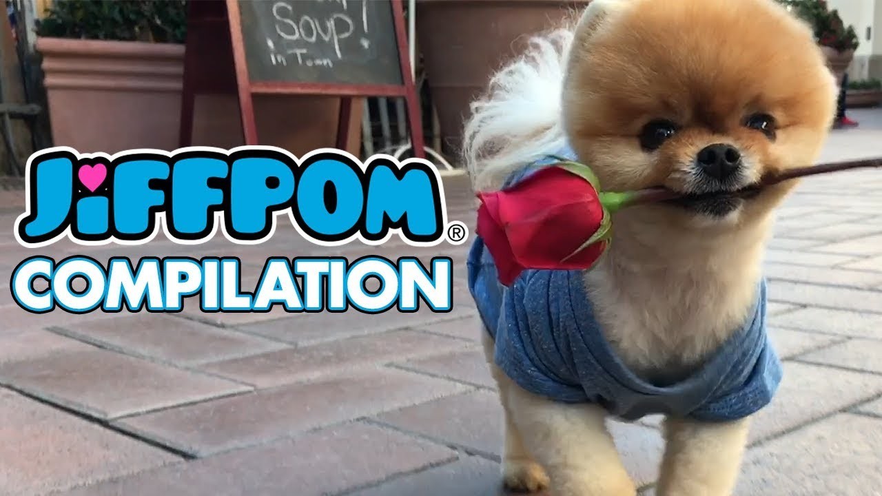 5 เรื่องที่คุณควรรู้ ถ้าคุณหลงรัก “Jiffpom” และอยากติดตามปอมสุดคิ้วต์ทั่วโลก (อัปเดท 2025)