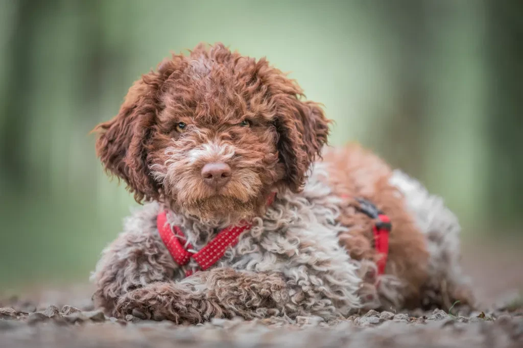 รวม 5 ข้อควรรู้ก่อนเลี้ยง “ลากอตโต โรมัญโยโล” หมาขนหยิกผู้เชี่ยวชาญเรื่องกลิ่น นิสัยดี ฉลาด และแพ้ง่ายไม่ต้องกังวล (อัปเดท 2025)