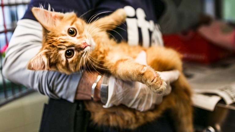 4 ภัยสุขภาพฉุกเฉินของแมวที่ต้องรู้ พร้อมกองทุน Rapid Response ปกป้องเหมียวทั่วโลก 2025 (อัปเดท 2025)