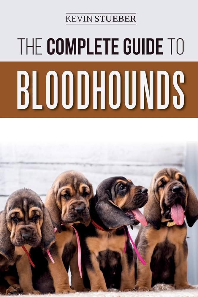 5 ทริคฝึกเจ้า Bloodhound ให้เก่งจนกลายเป็นนักสืบส่วนตัวในบ้านคุณ! (อัปเดท 2025)