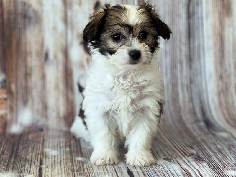 รวม 5 ข้อควรรู้ก่อนเลี้ยง “มัลชิ” หมาน้อยขี้อ้อน ขนนุ่ม หัวใจนุ่มกว่า และเป็นเพื่อนแท้ของคนอยู่คอนโด (อัปเดท 2025)