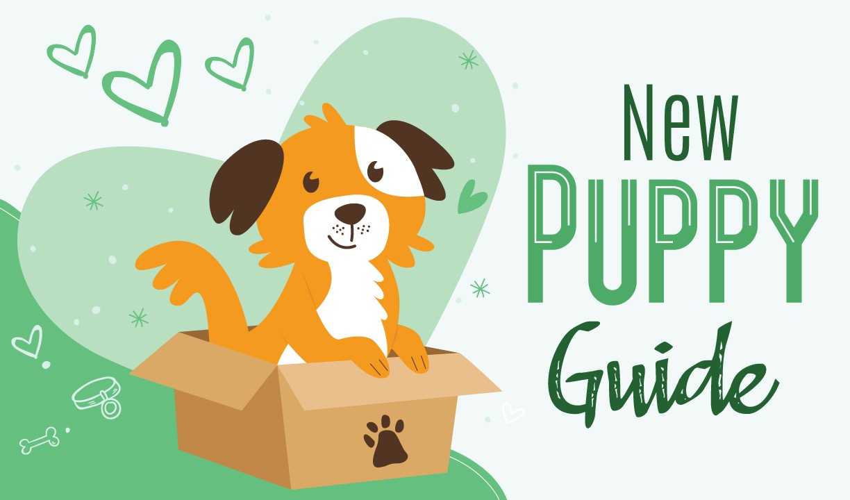 เปิด 5 สถิติน่ารู้ “ก่อนรับลูกหมาเข้าบ้าน” เช็กลิสต์นี้ให้ครบ หมาแฮปปี้ เจ้าของไม่หัวหมุน (อัปเดท 2025)