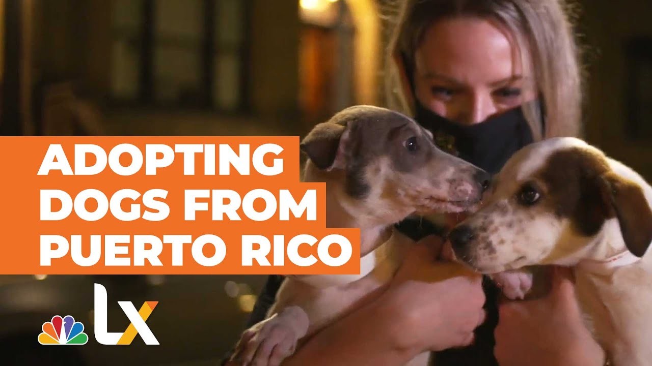 5 เรื่องจริงของภารกิจช่วยสุนัขจรในเปอร์โตริโกที่คุณต้องอึ้ง! 2025 (อัปเดท 2025)