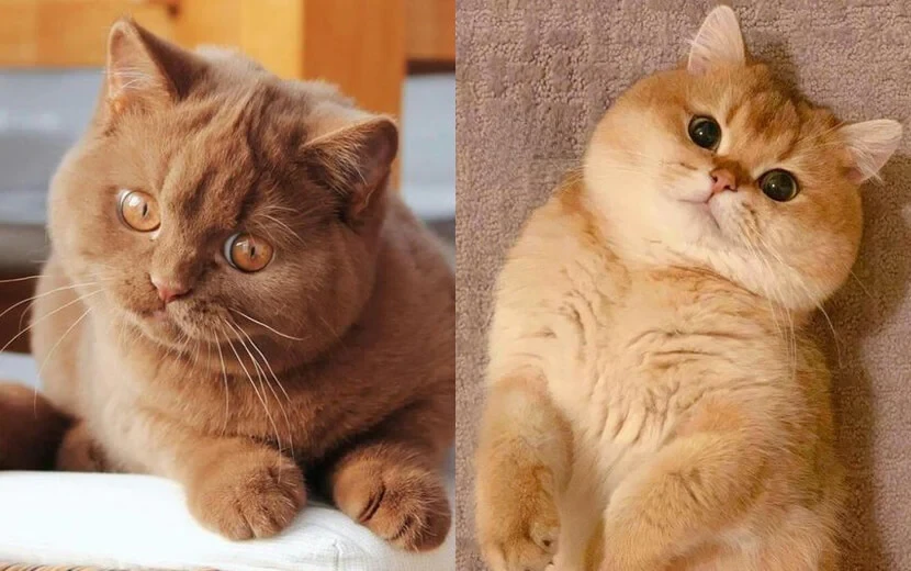 วิเคราะห์แมวจริงจัง 5 ข้อ! บริติชช็อตแฮร์ (British Shorthair) หน้านิ่ง แต่น่ารักเกินต้าน (อัปเดท 2025)