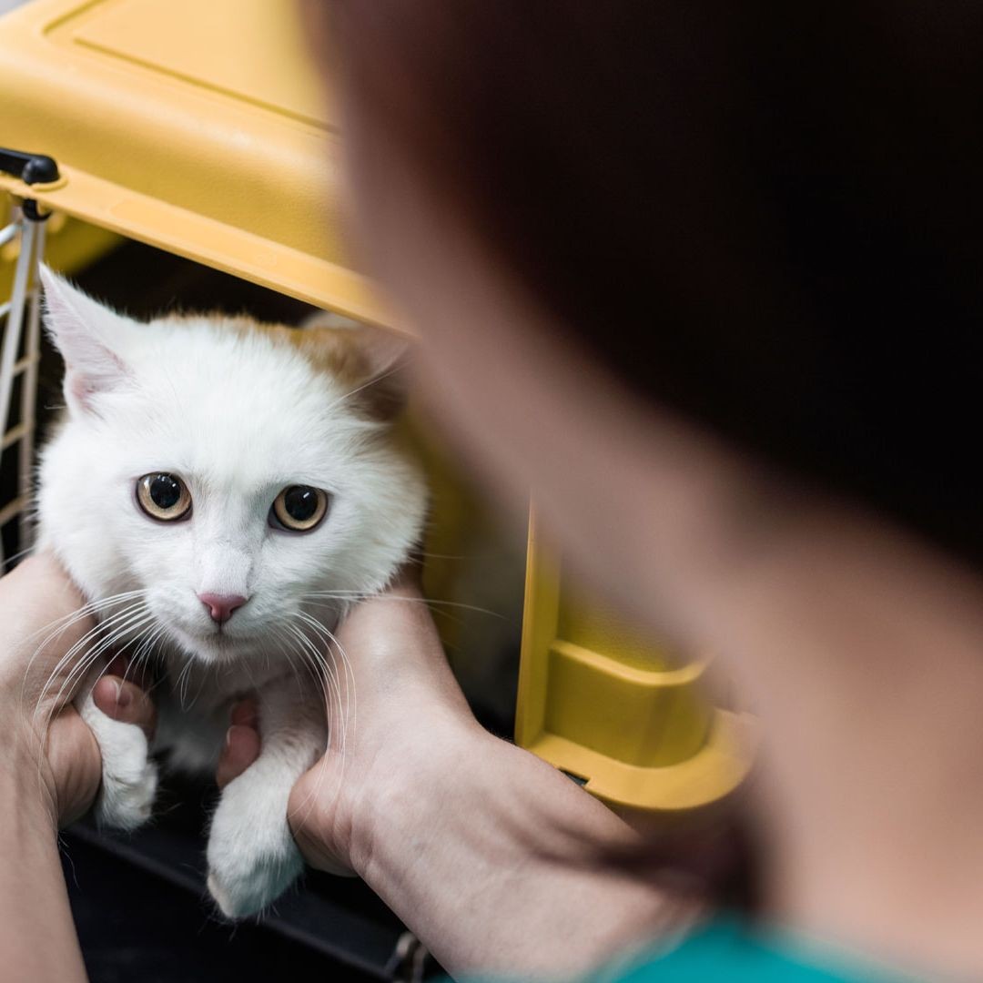 5 คำแนะนำ! เมื่อต้องพาแมวไปหาหมอ (หรือเจอแมวในคลินิกแบบไม่ให้เจ้านายแตกตื่น) (อัปเดท 2025)