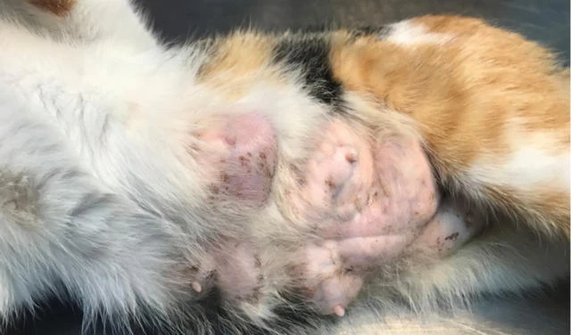 5 ข้อควรรู้! "มะเร็งในแมว" ไม่ใช่แค่โรคคน แมวก็เสี่ยงได้แบบเงียบๆ (อัปเดท 2025)