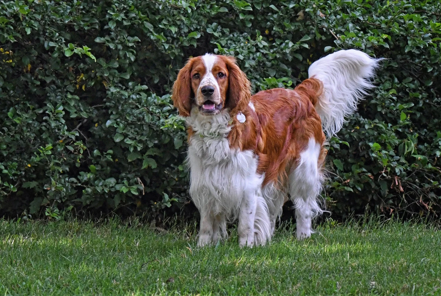 รวม 5 ข้อควรรู้ก่อนเลี้ยง “เวลช์ สปริงเกอร์ สแปเนียล (Welsh Springer Spaniel)” หมานักล่าขี้เล่น ใจดี ติดเจ้าของ และพลังไม่มีหมด (อัปเดท 2025)