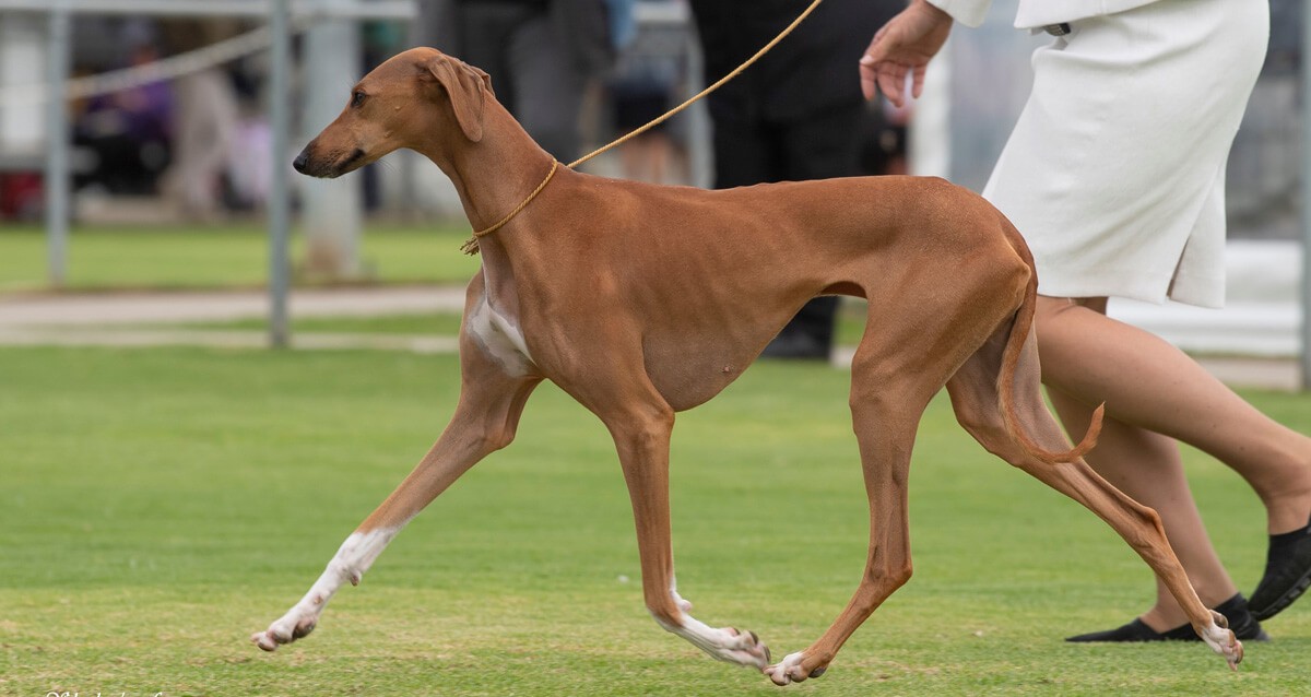 รู้ 5 เรื่องสำคัญก่อนเลี้ยง “อาซาวัค” หมาผู้สูงสง่า ปราดเปรียว แต่ต้องการความเข้าใจลึก (อัปเดท 2025)