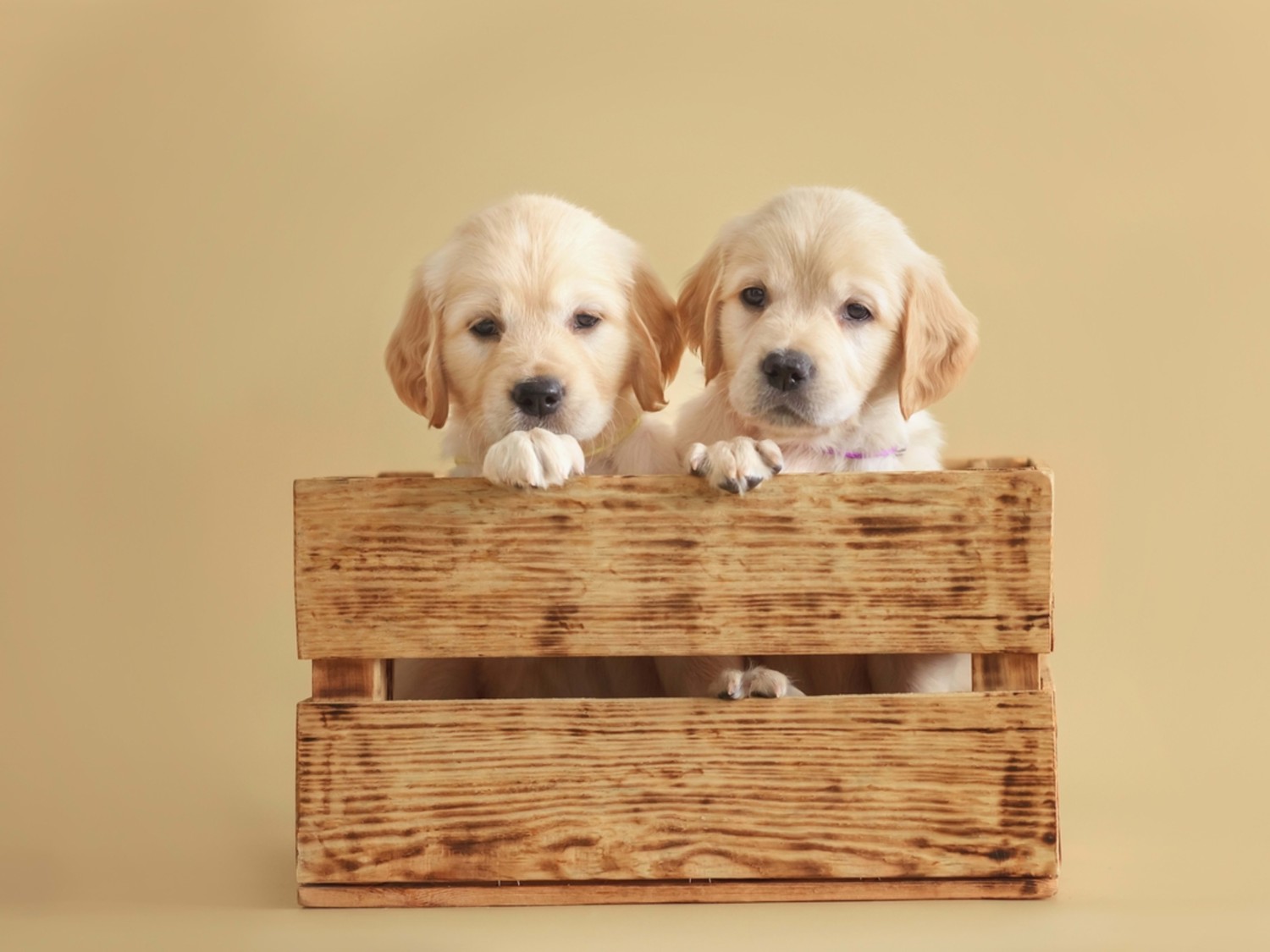 5 เรื่องที่คุณควรรู้ ก่อนเลือก “หมาเพื่อนซี้ตัวแรก” สำหรับเจ้าของมือใหม่ (อัปเดท 2025)