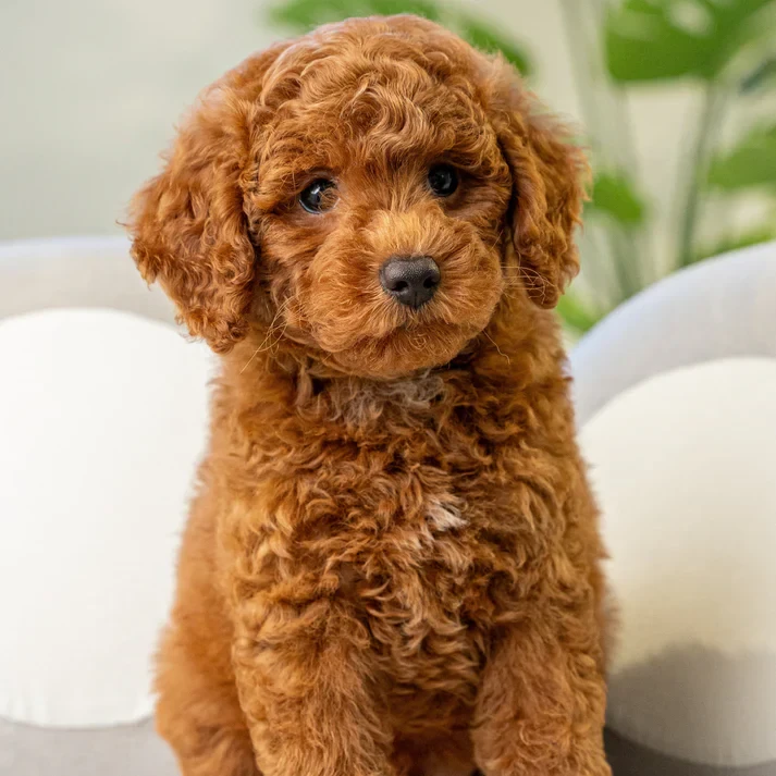 รวม 5 ข้อควรรู้ก่อนเลี้ยง “ทอย พูเดิล (Toy Poodle)” หมาจิ๋วหัวใจใหญ่ ฉลาดล้ำ ขี้อ้อนแบบไม่มีพัก (อัปเดท 2025)