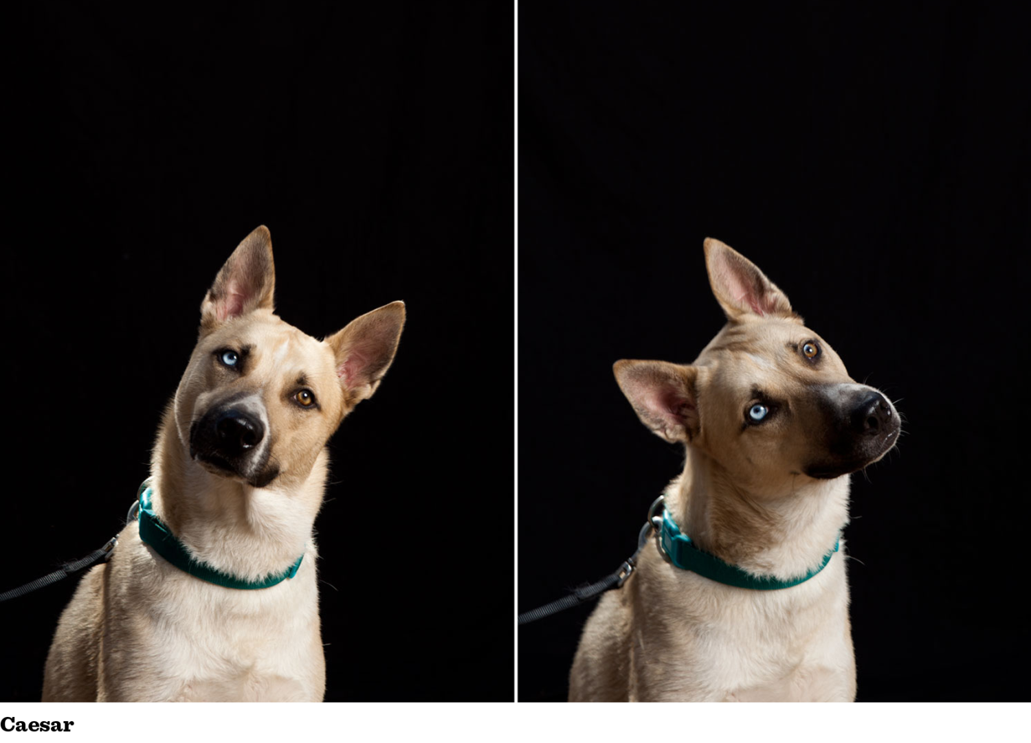 รู้ 5 เรื่องสำคัญก่อนเลี้ยง “คาโรไลนา ด็อก” หมาป่าใจดี ผู้รอดชีวิตจากป่าอเมริกา สู่เพื่อนรักประจำบ้าน (อัปเดท 2025)