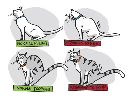 เผย 5 ข้อมูลเชิงลึก! แมวฉี่ไม่ออก = ภาวะอันตรายถึงชีวิต (ที่เจ้าของต้องสังเกตให้ทันก่อนจะสายเกินไป) (อัปเดท 2025)