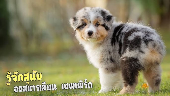 5 เรื่องอาหารที่คนเลี้ยงออสเตรเลียนเชพเพิร์ดไม่รู้ไม่ได้! (อัปเดท 2025)