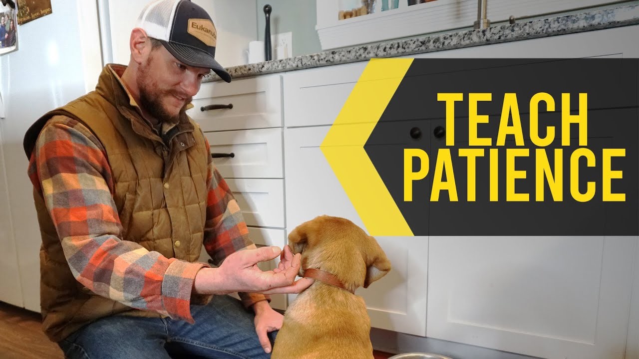 วิถีทาสหมา! 5 เทคนิคฝึกหมาให้อดใจเก่งขึ้น ไม่พุ่ง ไม่เห่า ไม่เผลอขโมยข้าวกลางวง (อัปเดท 2025)