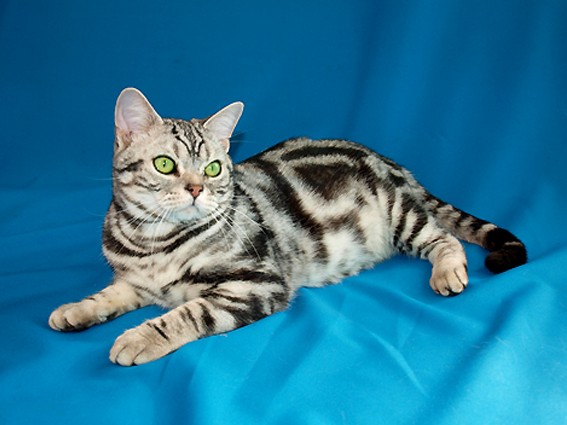 วิเคราะห์แมวจริงจัง 5 ข้อ! อเมริกันช็อตแฮร์ (American Shorthair) แมวสุดคูลที่เหมาะกับทุกบ้าน (อัปเดท 2025)