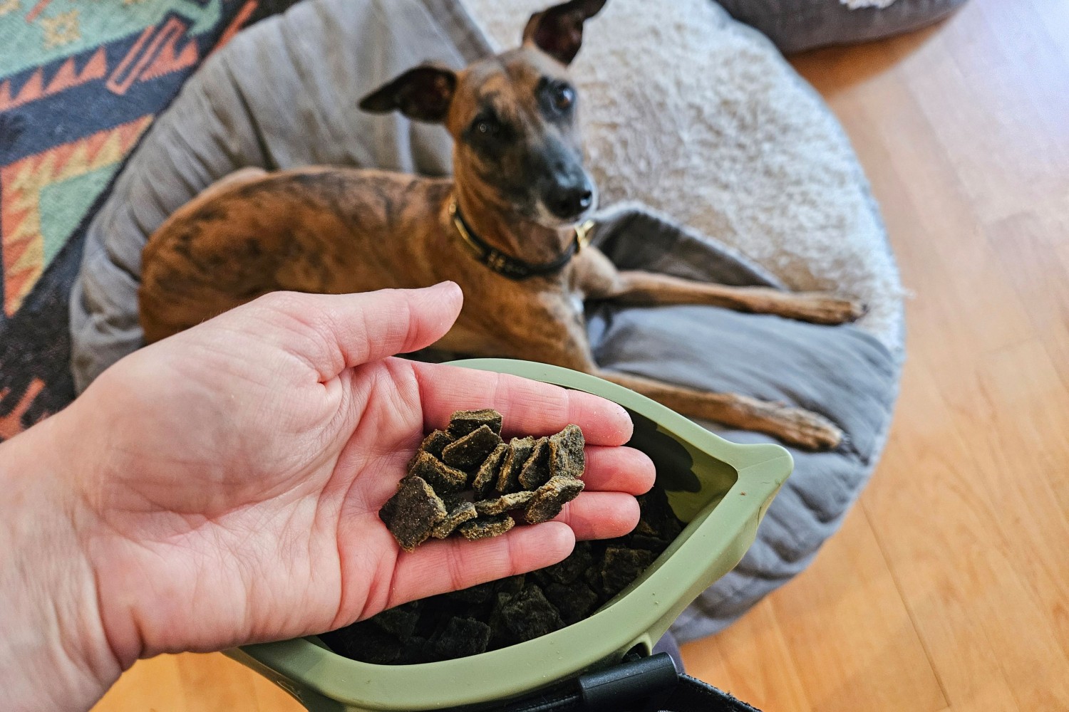 วิถีทาสหมา! 5 วิธีเลือกขนมหมาให้กินเพลินแต่ไม่พังสุขภาพ (อัปเดท 2025)