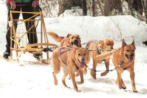 รวม 5 ข้อควรรู้ก่อนเลี้ยง “ชินุก” หมาลากเลื่อนผู้ใจดี ขนแน่นแต่หัวใจอบอุ่นยิ่งกว่าอากาศติดลบ (อัปเดท 2025)