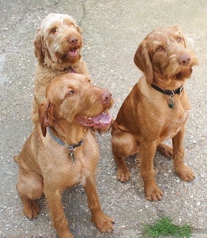 รวม 5 ข้อควรรู้ก่อนเลี้ยง “ไวร์แฮร์ วิซสลา (Wirehaired Vizsla)” หมานักล่าเคราฟู ฉลาด อ่อนโยน และพลังล้นสนาม (อัปเดท 2025)