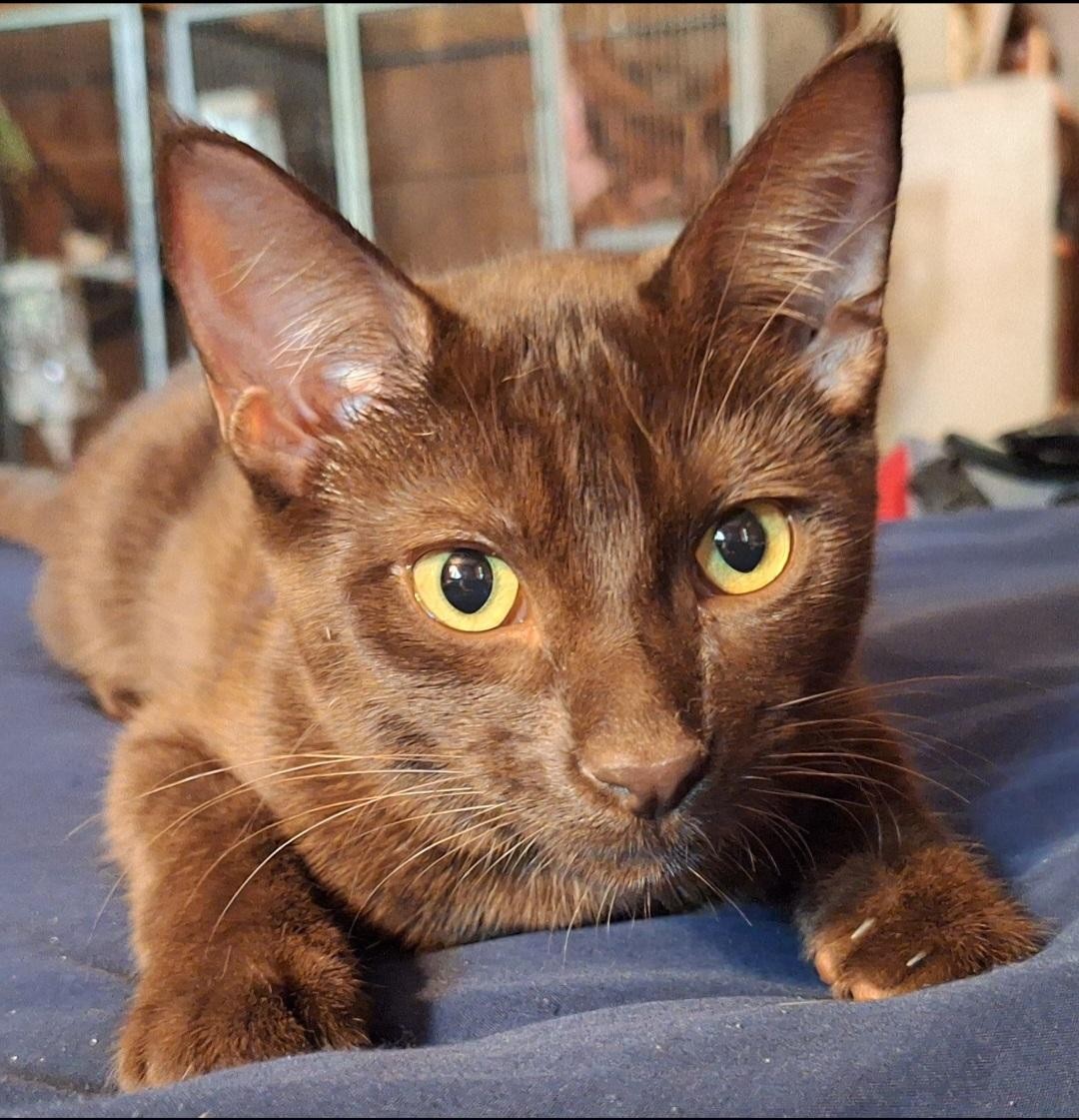 วิเคราะห์แมวจริงจัง 5 ข้อ! ฮาวาน่า บราวน์ (Havana Brown) แมวสีน้ำตาลช็อกโกแลตสุดคลาสสิก ที่ทั้งหล่อ ทั้งนุ่ม ทั้งขี้อ้อน (อัปเดท 2025)