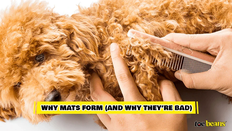 วิถีทาสหมา! 5 ทริคสลายขนพันเป็นก้อนแบบไม่ร้องไห้ทั้งหมาทั้งคน (อัปเดท 2025)