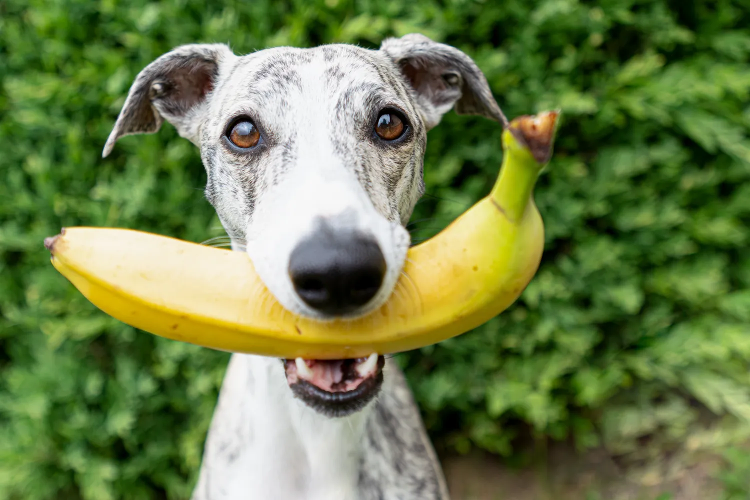 5 Things You Must Know Before Letting Your Dog Eat Bananas (2026)