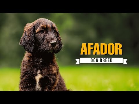 7 ความจริง “ชวนอ้าปากค้าง” เกี่ยวกับ Afador ที่คนรักสุนัขไทยควรรู้ในปี 2025 (อัปเดท 2025)