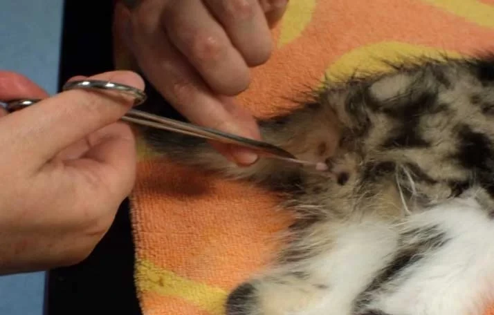 เผย 5 ข้อมูลเชิงลึก! ทำหมันแมวไม่ใช่แค่ "คุมกำเนิด" แต่คือการดูแลชีวิต (และหัวใจทาสแมวด้วย) (อัปเดท 2025)