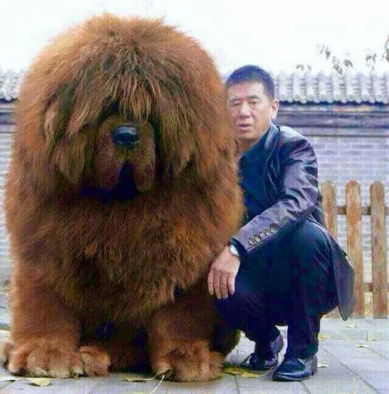 5 เรื่องที่คุณควรรู้ หมาหน้าหมี ขนฟู น่ากอด จนแยกแทบไม่ออกว่า “หมาหรือหมี?” (อัปเดท 2025)