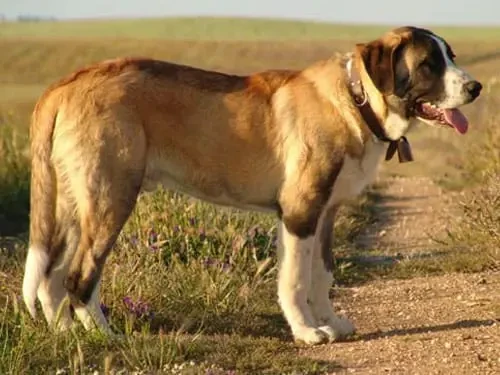 รวม 5 ข้อควรรู้ก่อนเลี้ยง “Rafeiro do Alentejo” หมายักษ์ยามเงียบจากแดนไวน์ ที่นิ่งเฉียบแต่ปกป้องเก่ง (อัปเดท 2025)