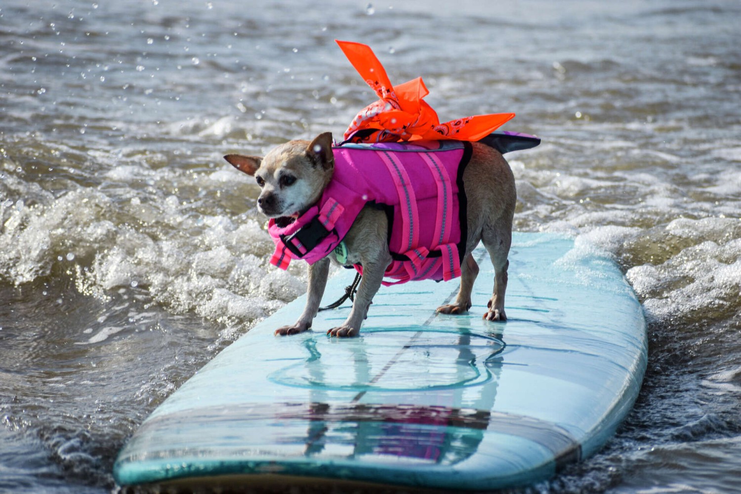 5 เหตุผลที่ชิวาวาตัวจิ๋วแต่ใจใหญ่ คว้ารางวัลเซิร์ฟสุดเท่ที่เท็กซัส! 2025 (อัปเดท 2025)