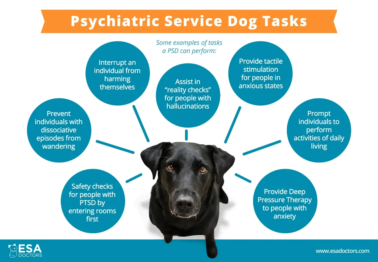 5 เคล็ดลับฝึกน้องหมาเป็น Psychiatric Service Dog เหมือนในหนังแต่ใช้ได้จริง! (อัปเดท 2025)