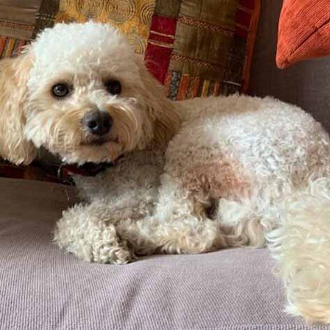 รวม 5 ข้อควรรู้ก่อนเลี้ยง “มินิเจอร์ พุดเดิ้ล” หมาน้อยหัวหยิกผู้ฉลาดเกินเบอร์ ขี้เล่นเบอร์แรง แต่ก็รักคุณเบอร์สุด (อัปเดท 2025)