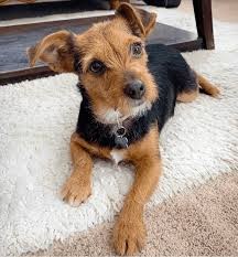 รวม 5 ข้อควรรู้ก่อนเลี้ยง “ดอร์กี้” หมาจิ๋วขาสั้นขี้อ้อน ป่วนเบาๆ แต่รักคุณเต็มร้อย (อัปเดท 2025)