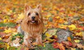 รวม 5 ข้อควรรู้ก่อนเลี้ยง “ซิลกี้ เทอร์เรียร์ (Silky Terrier)” หมาตัวจิ๋วหัวใจนักผจญภัย ขนสวยเหมือนนางแบบ แต่นิสัยซนระดับนักวิ่งแข่ง (อัปเดท 2025)
