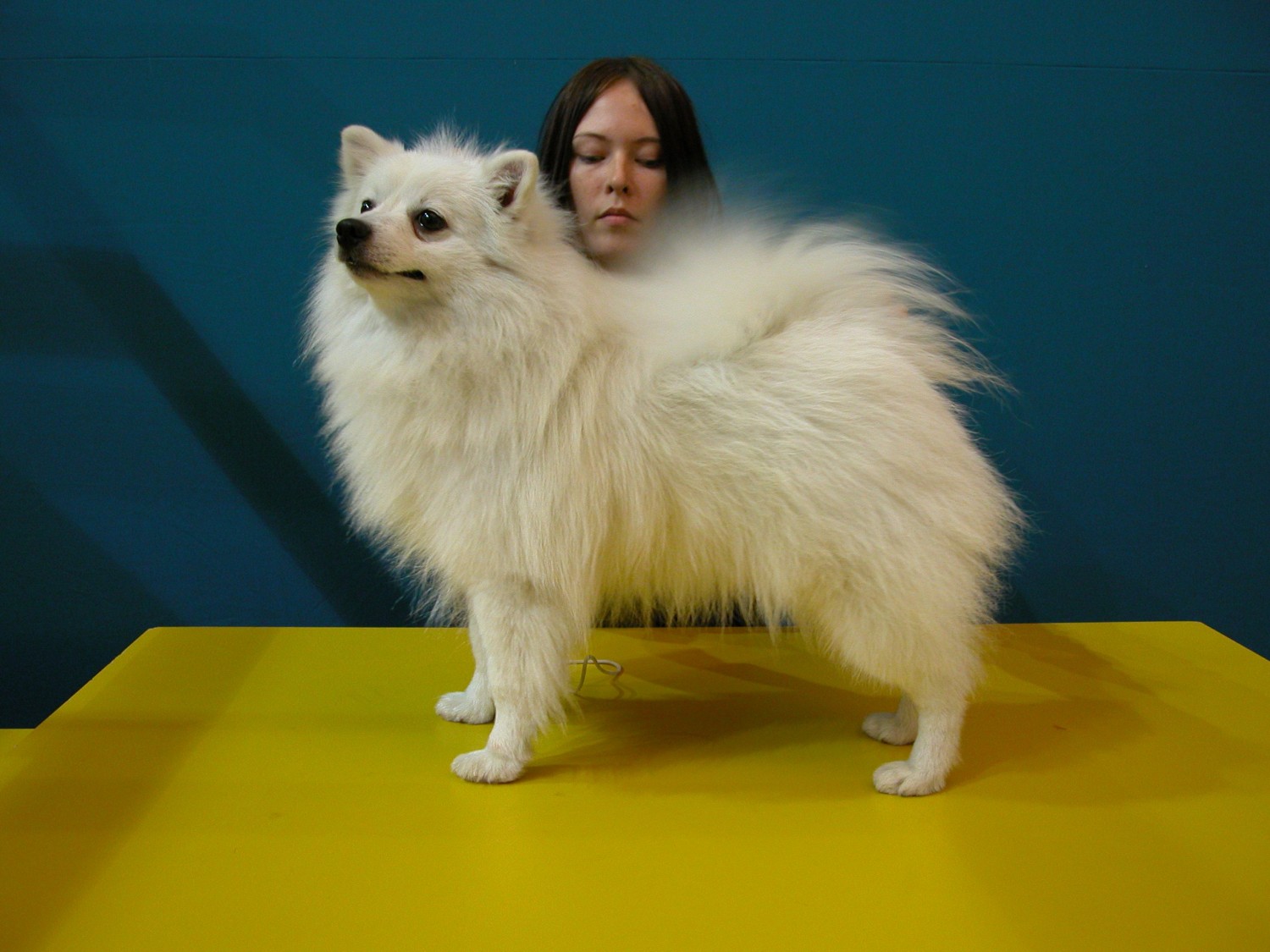 รวม 5 ข้อควรรู้ก่อนเลี้ยง “โวลพิโน อิตาเลียโน่ (Volpino Italiano)” หมาขนฟูสไตล์อิตาลี ใจใหญ่ ขี้อ้อน และฉลาดไม่แพ้ใคร (อัปเดท 2025)