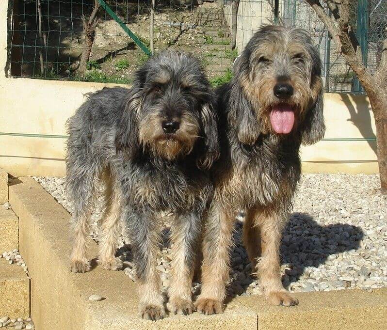 5 เรื่องที่คุณควรรู้ ก่อนเลี้ยง “Griffon Nivernais” หมาหนวดเฟี้ยวแห่งฝรั่งเศส ที่ทั้งแกร่งและเป็นมิตร (อัปเดท 2025)