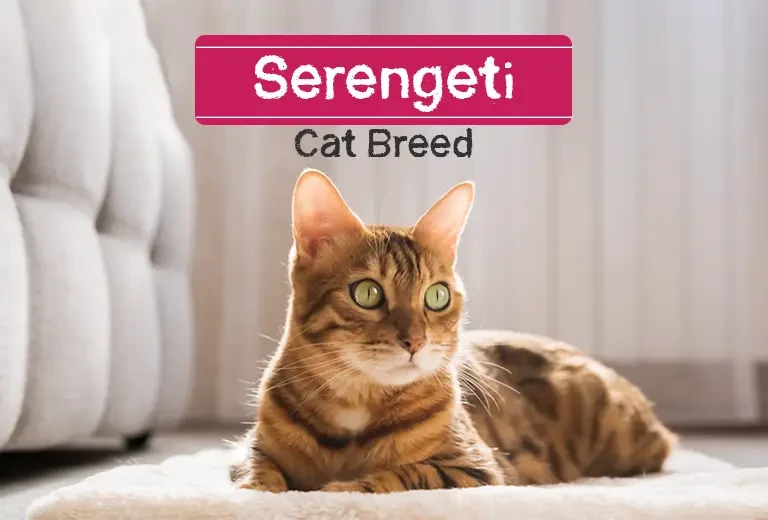 วิเคราะห์แมวจริงจัง 5 ข้อ! เซเรนเกติ (Serengeti) แมวบ้านสไตล์เสือป่า วิ่งเร็ว คล่องตัว เก่งเกินต้าน (อัปเดท 2025)