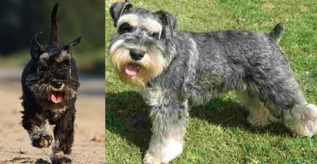 5 เรื่องที่คุณควรรู้ ถ้าคุณกำลังสนใจ “น้องหมาขนหยาบ” สุดเท่สายลุย (อัปเดท 2025)